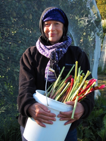 Helen harvests the rhubarb.