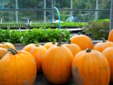 Pumpkin harvest.